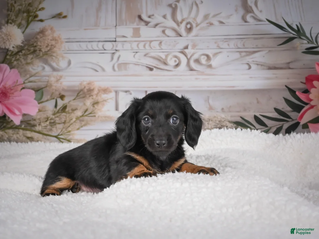 Miniature Dachshund dogs for sale: AKC-Mary - Ad 2
