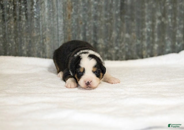 Miniature Australian Shepherd dogs Ladon Miniature Australian Shepherd Puppy  - Ad 1