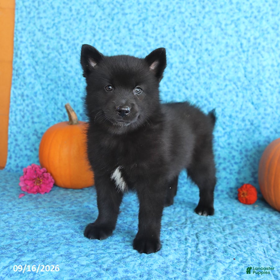 Pomsky dogs Tate - Ad 1