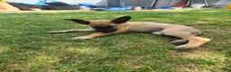 German Shepherd dogs for sale: Blondie - Ad 12