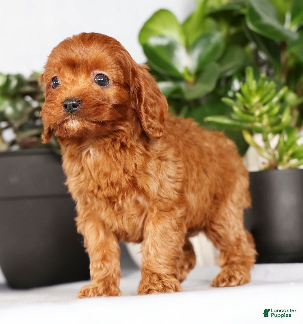 Cavapoo dogs Mason - Ad 2