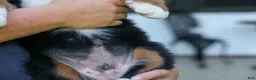Bernese Mountain Dog dogs for sale: SPIKE - Ad 16