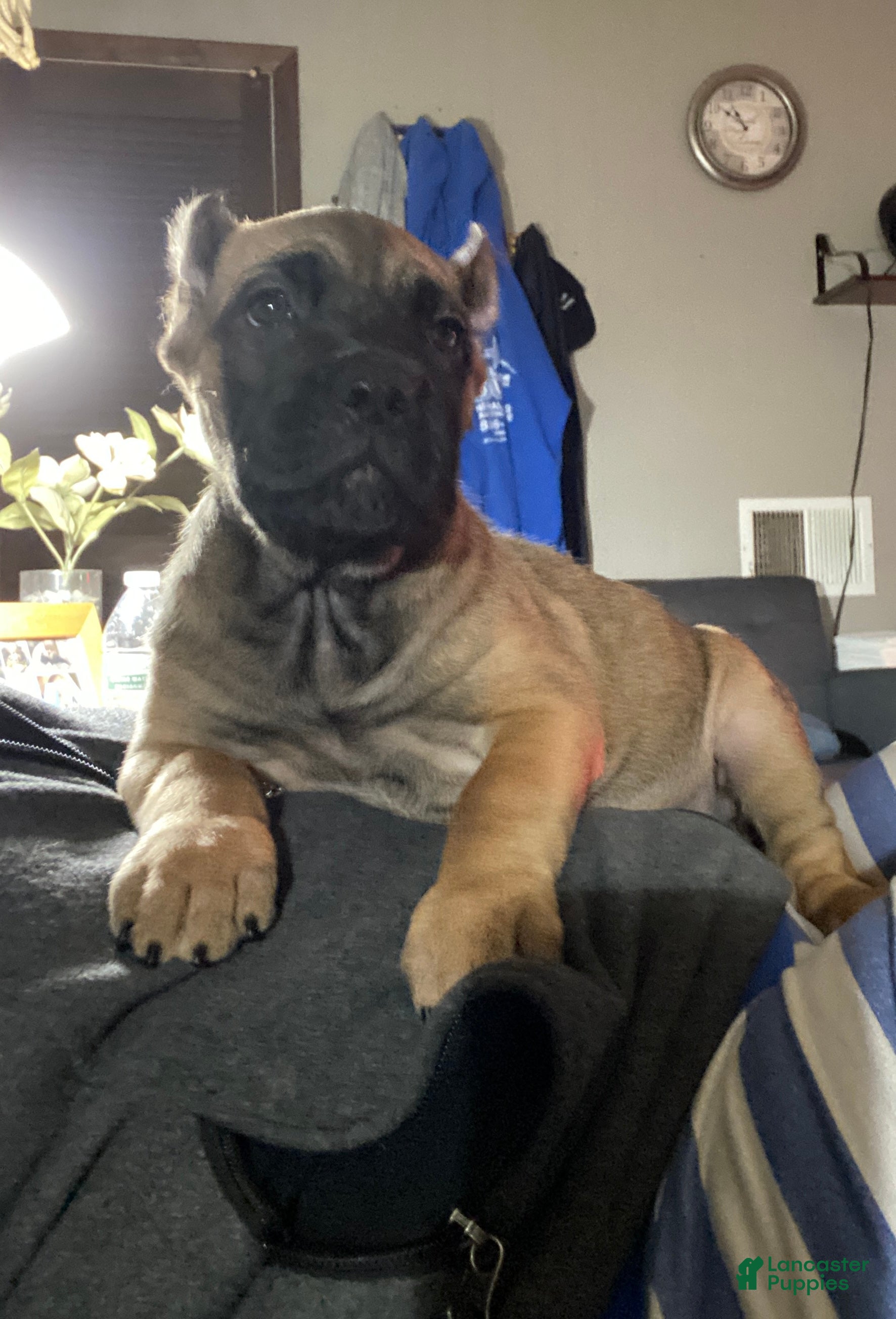 Black Mask Fawn Cane Corso Cane Corso Puppies For Sale In New