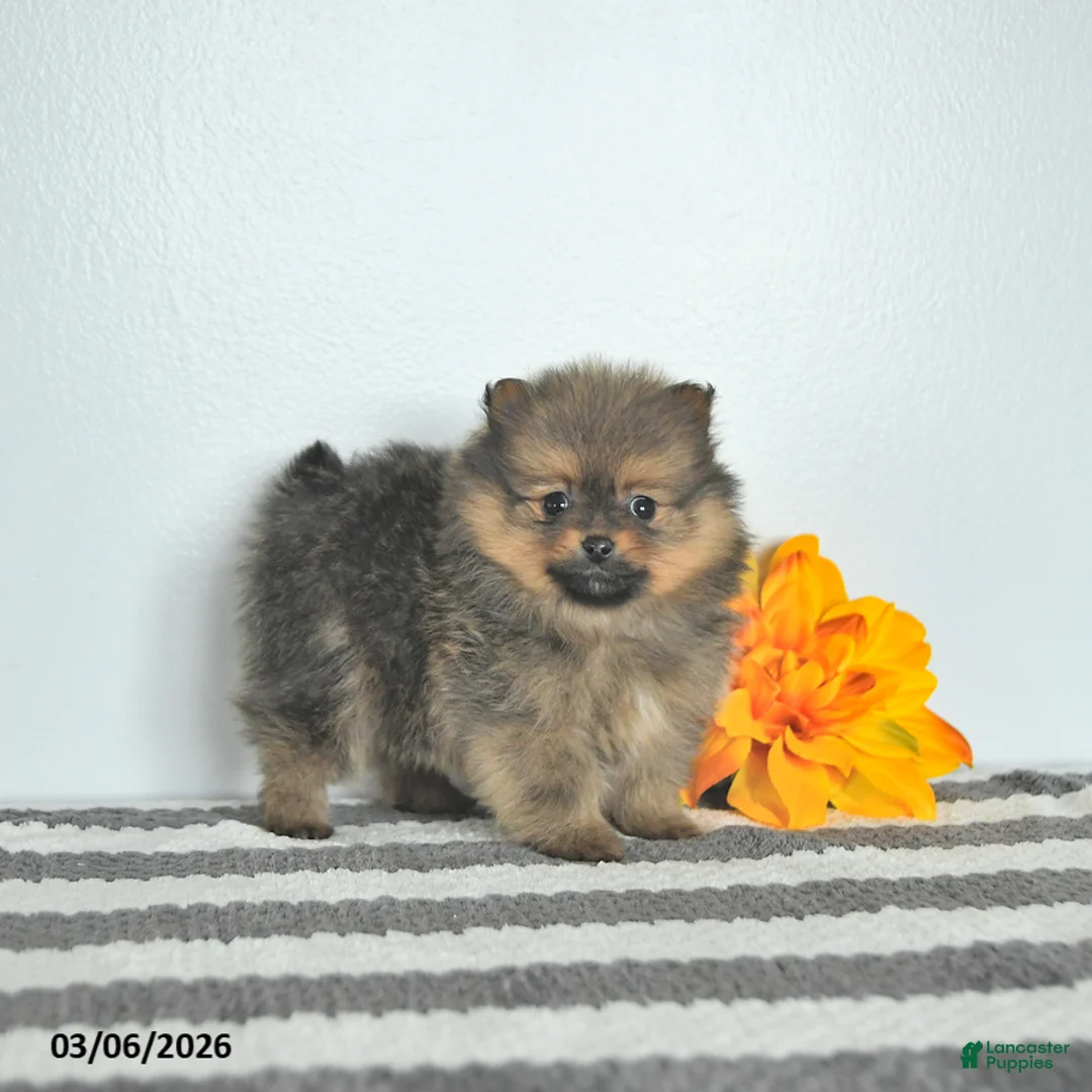 Pomeranian dogs for sale: Beau EXTRA SMALL - Ad 1