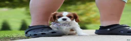 Cavalier King Charles Spaniel dogs for sale: Alec - Ad 7