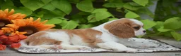 Cavalier King Charles Spaniel dogs for sale: Teddy - Ad 5