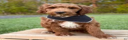 Irish Doodle dogs for sale: Cody - Ad 10