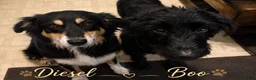 Mixed Breed dogs for sale: Boy 2 - Green - Ad 5
