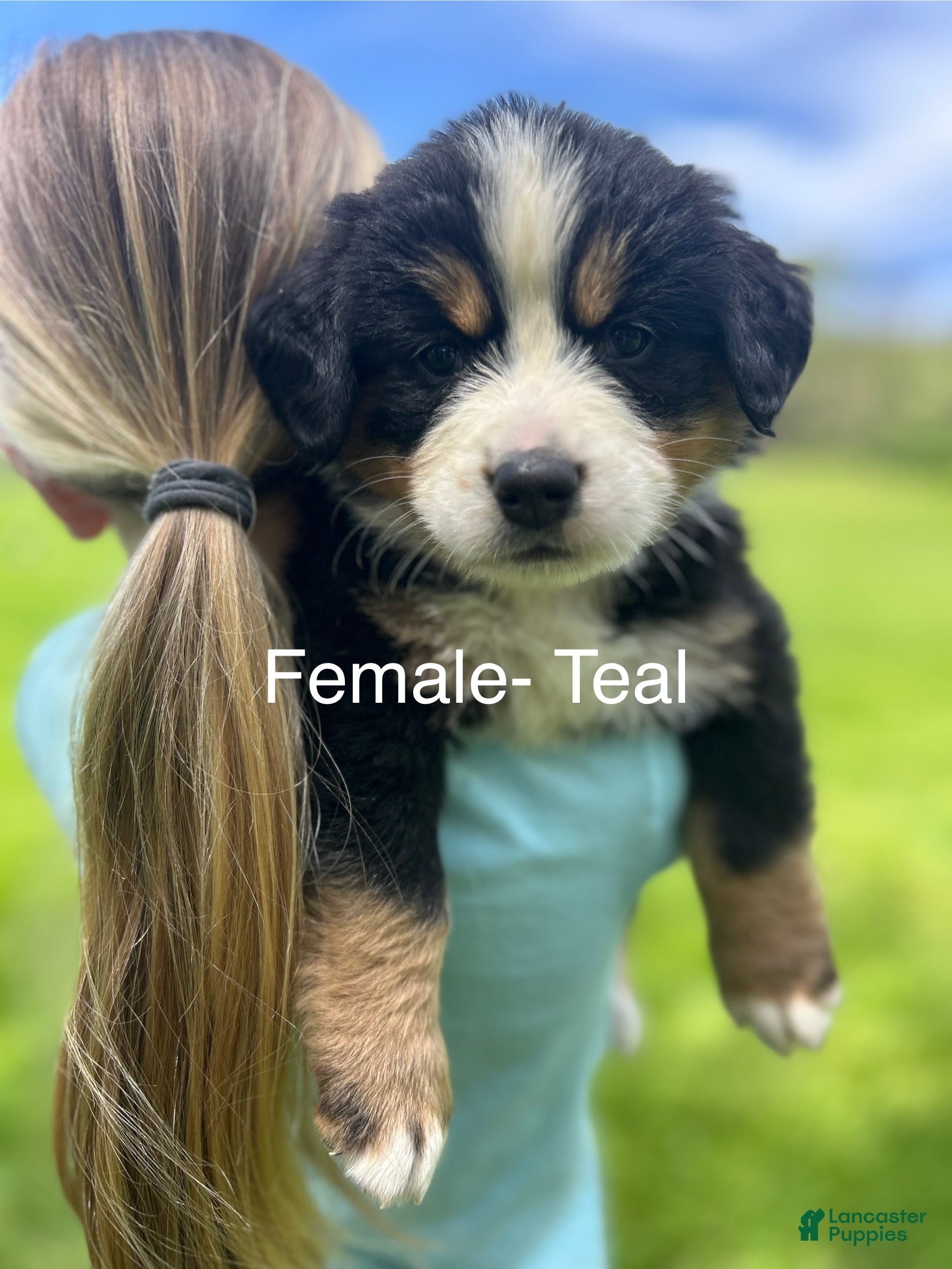 Bernese Mountain Dog dogs Bernese Mountain Dog Puppy 6 - Ad 3