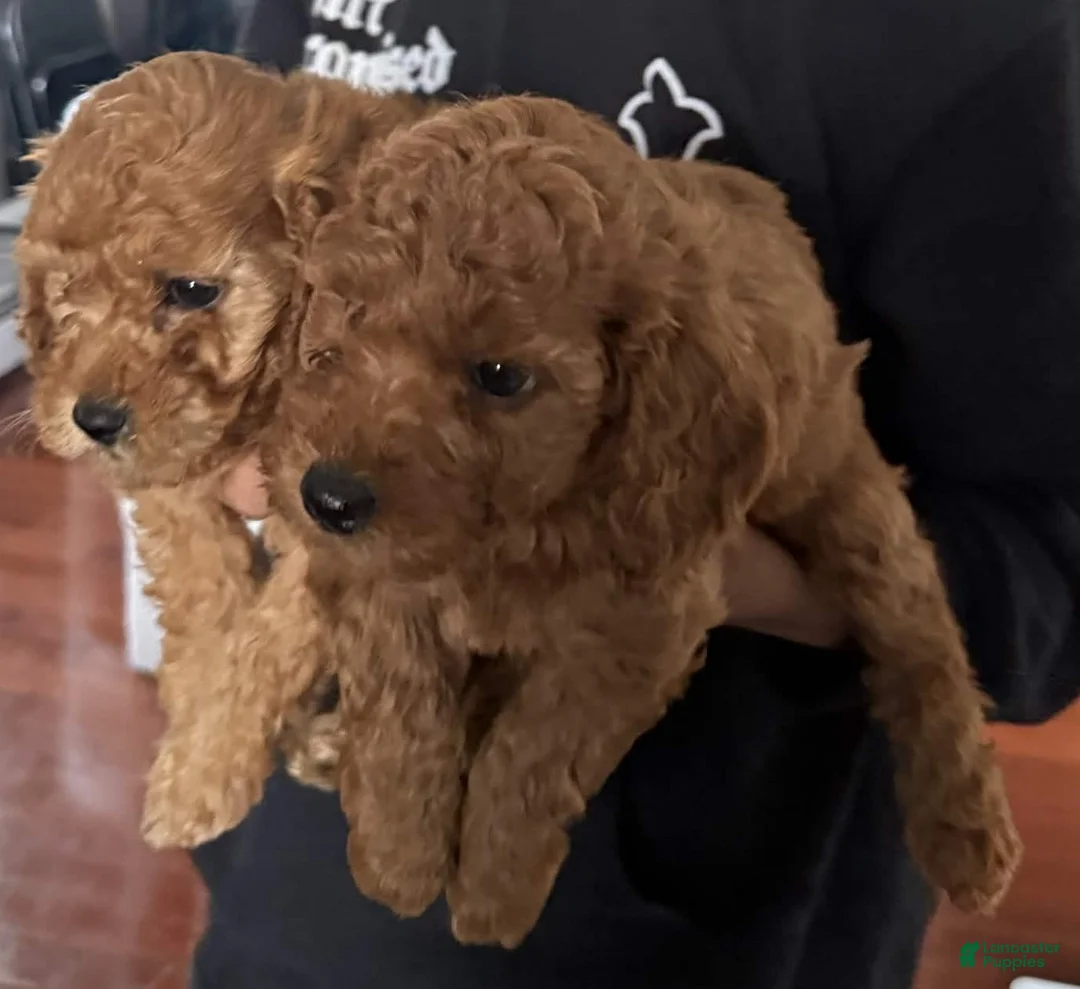 Mini Goldendoodle dogs for sale: Mini Goldendoodle Puppy 3 - Ad 5