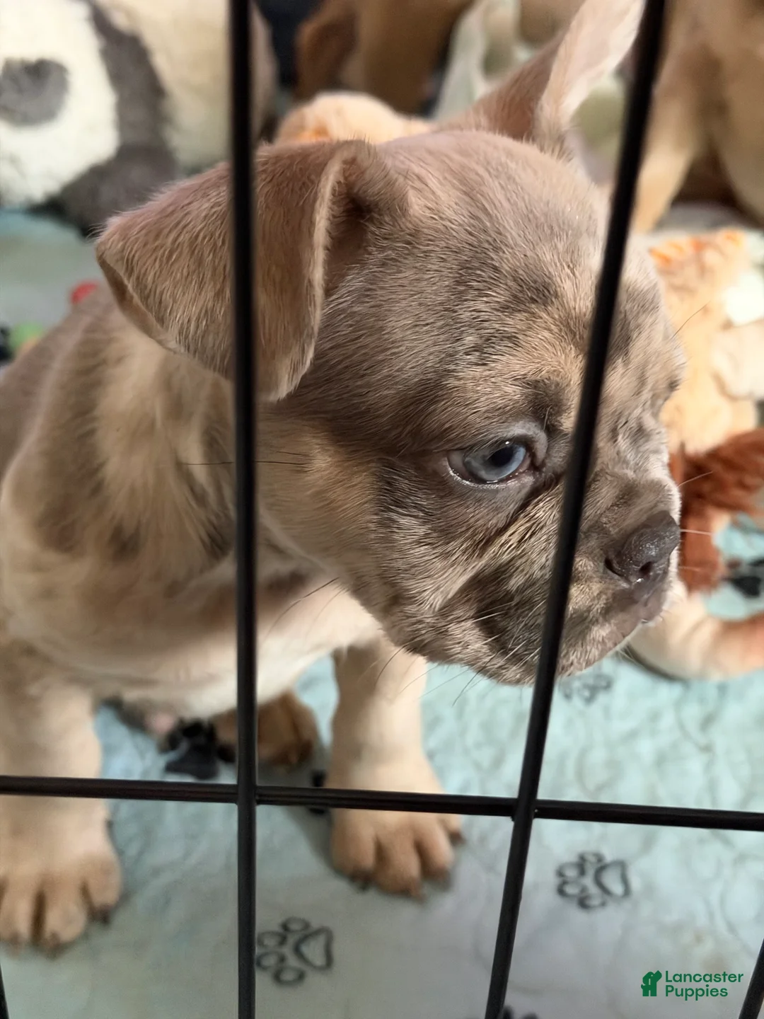 French Bulldog dogs for sale: Brooks - Ad 2