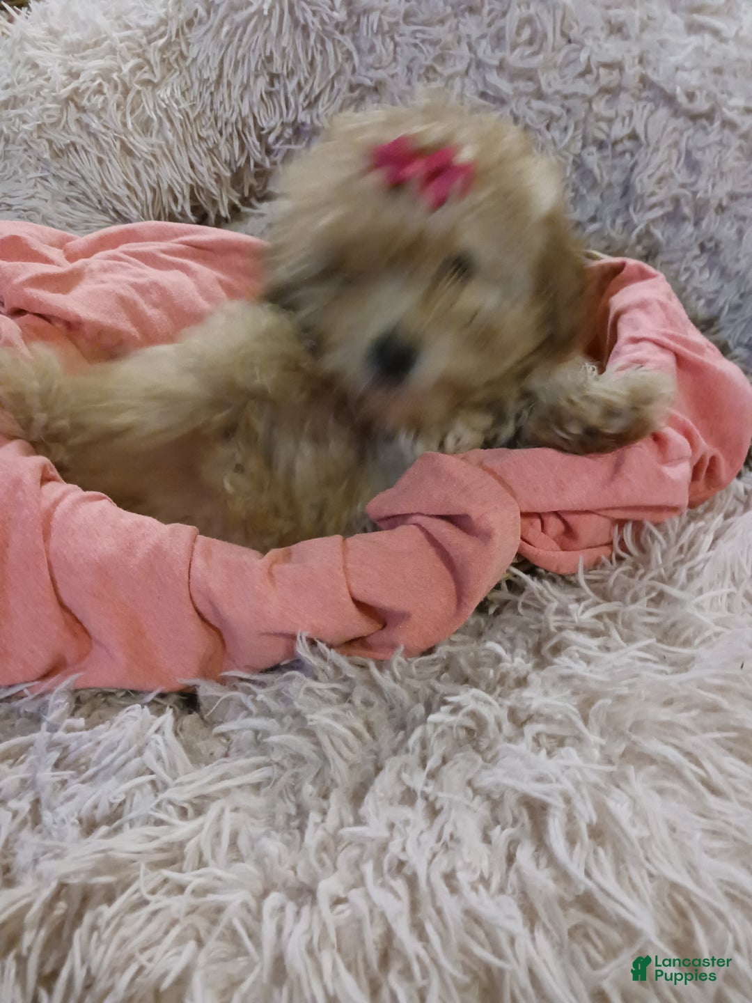 Toy Poodle dogs for sale: Polly - Ad 7