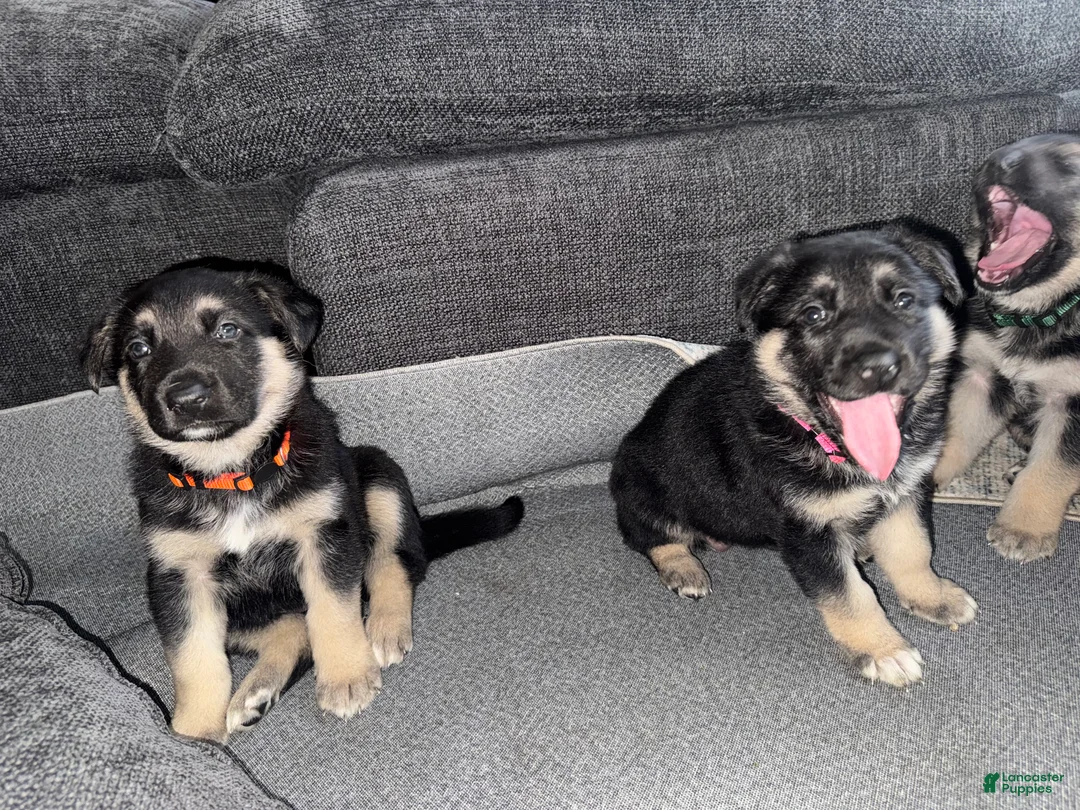 German Shepherd dogs for sale: German Shepherd Puppy 2 - Ad 7