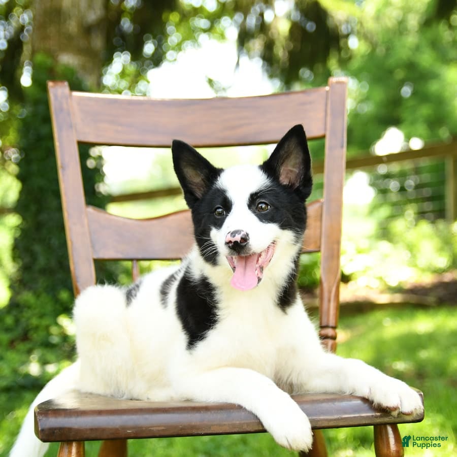 Border Collie puppies for sale in Quarryville, Pennsylvania