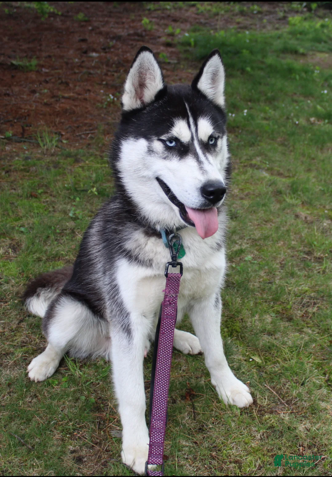 Siberian Husky dogs for sale: Alaska - Ad 9