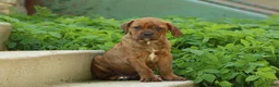 Mixed Breed dogs for sale: Jack - Ad 1