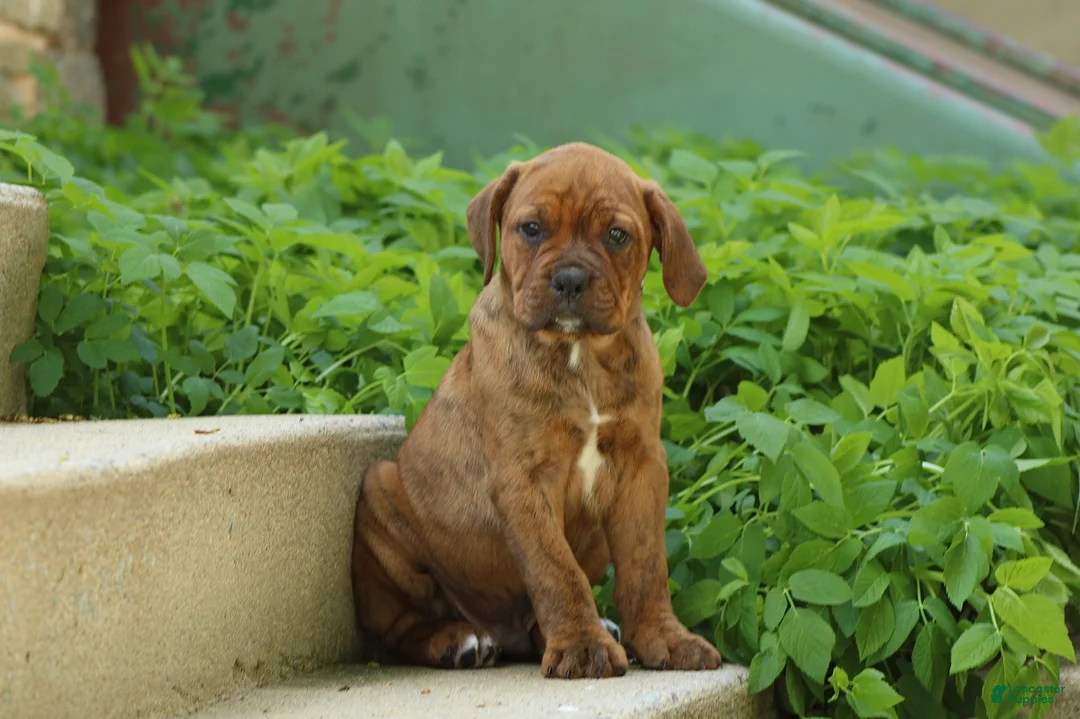 Mixed Breed dogs for sale: Jack - Ad 1