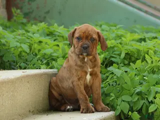 Mixed Breed dogs Jack - Ad 17