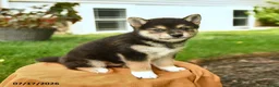 Shiba Inu dogs for sale: Chester - Ad 4