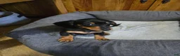 Dachshund dogs for sale: Dachshund 3 - Ad 1