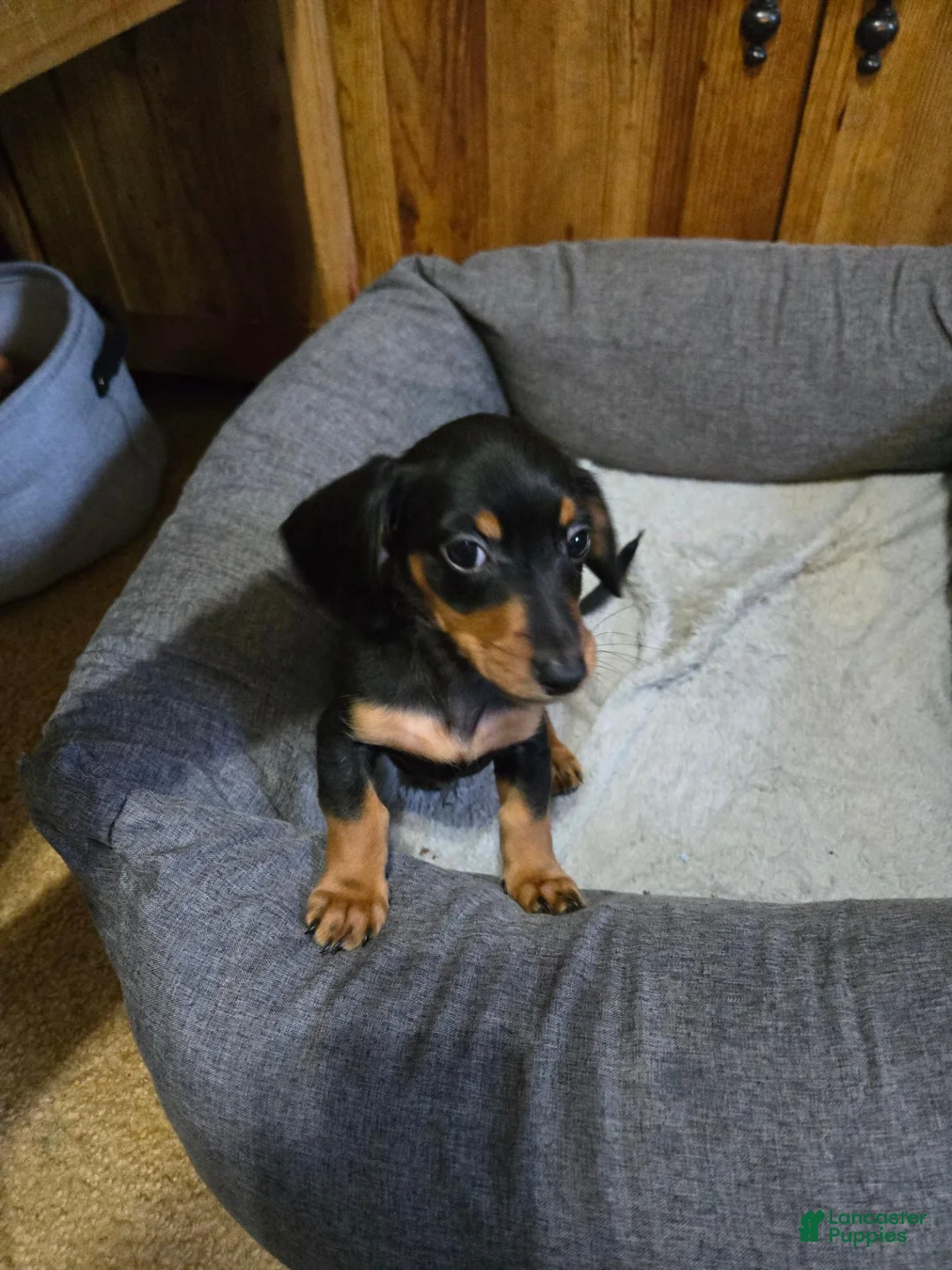 Dachshund dogs for sale: Dachshund 3 - Ad 1