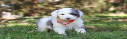 Sheepadoodle dogs for sale: Nemo - Ad 4