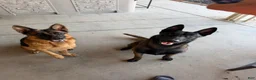 Mixed Breed dogs for sale: German Shepard/ Belgian malinois 1 green collar boy  - Ad 2