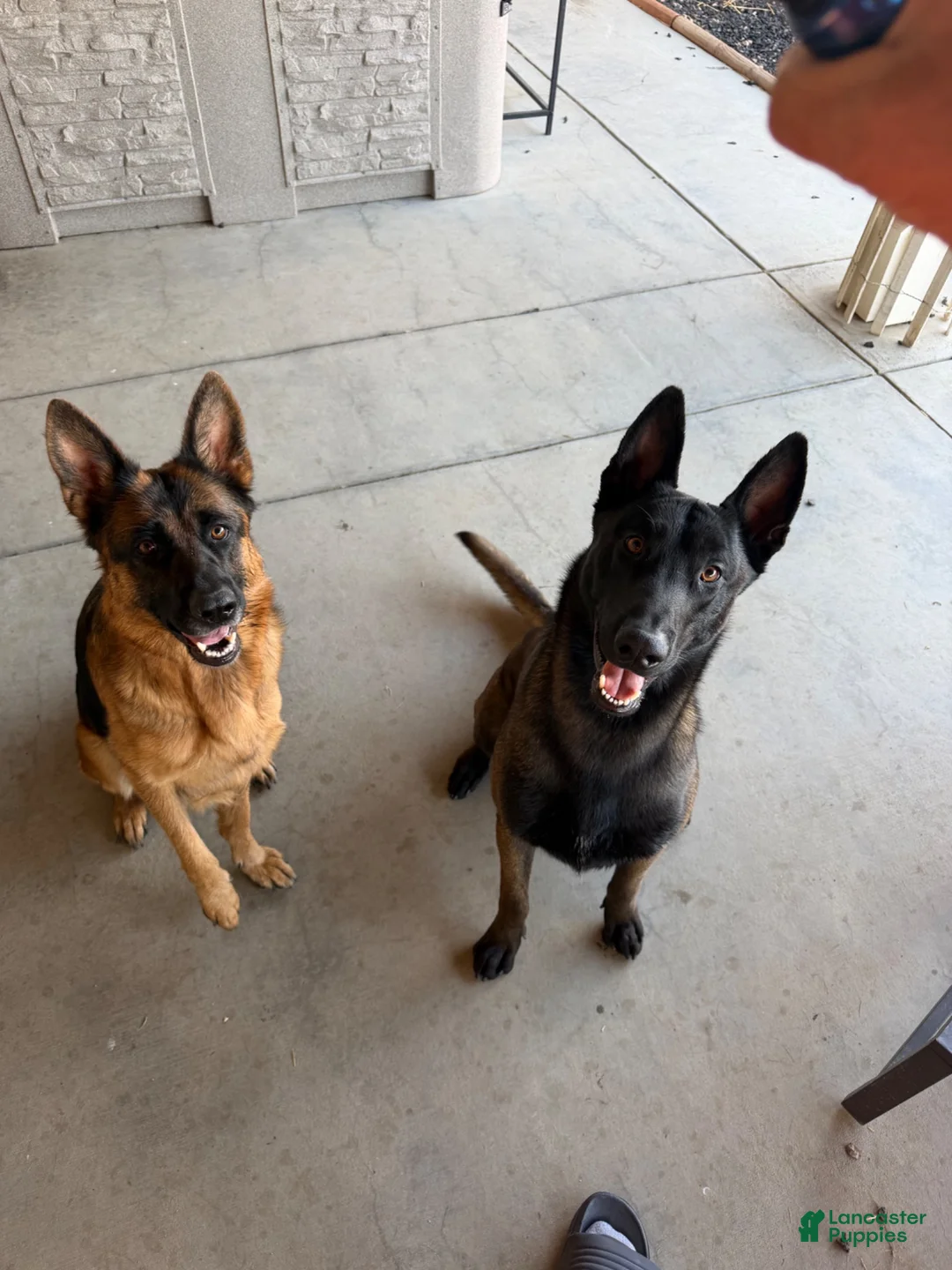 Mixed Breed dogs for sale: German Shepard/ Belgian malinois 1 green collar boy  - Ad 2