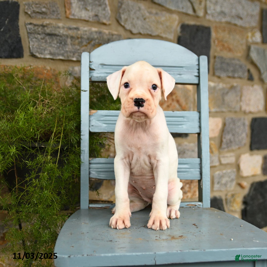 Boxer dogs for sale: Abby - Ad 1