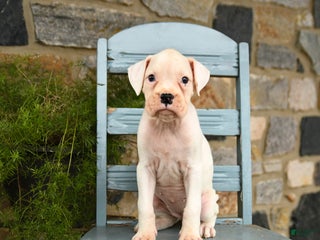 Boxer dogs Abby - Ad 9