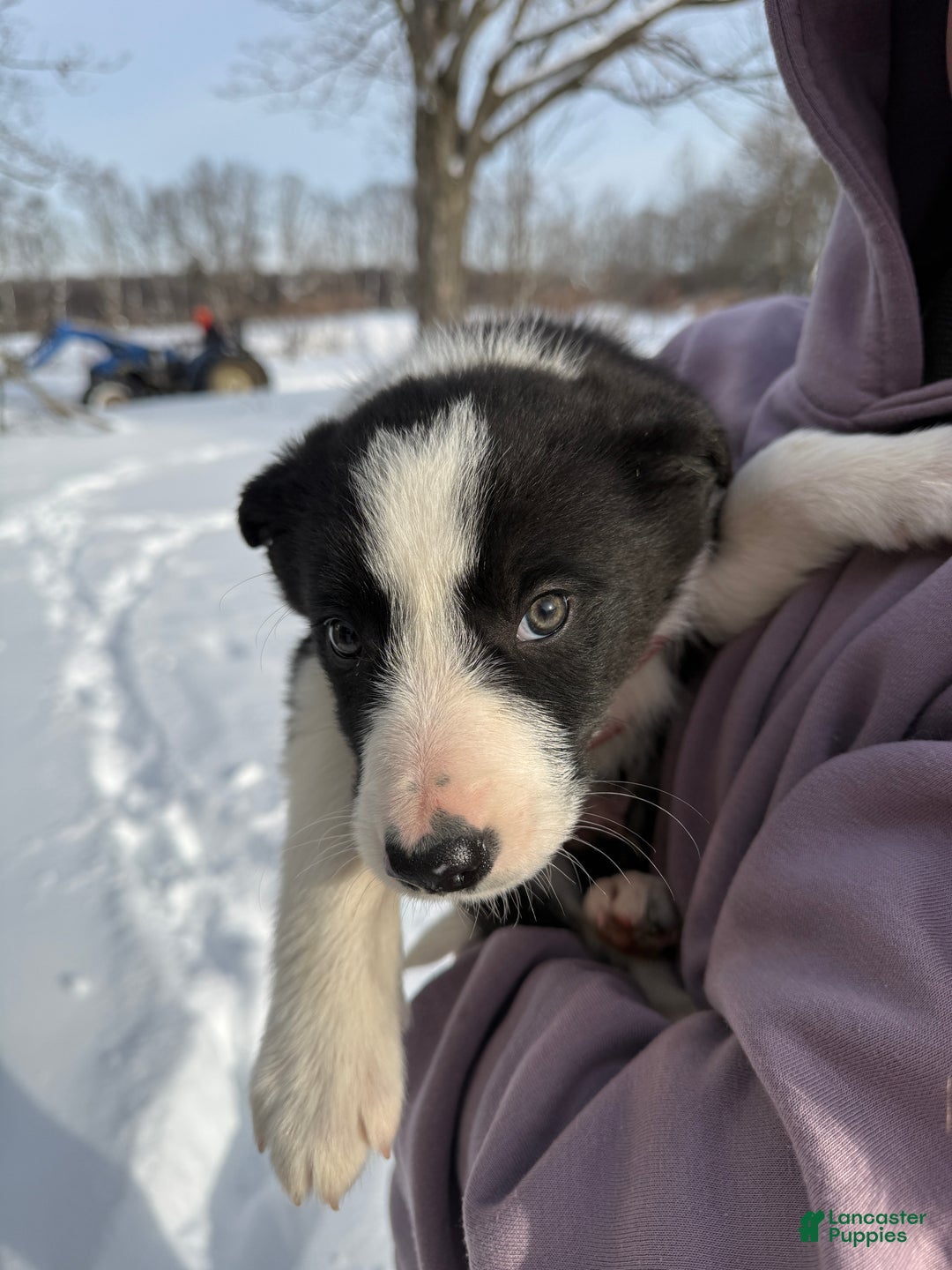 Border Collie dogs for sale: Male 5 - Ad 1