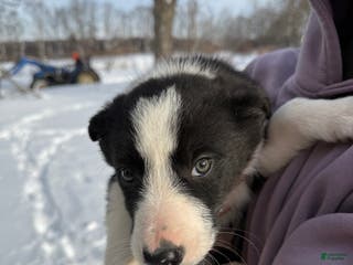 Border Collie dogs Male 5 - Ad 32