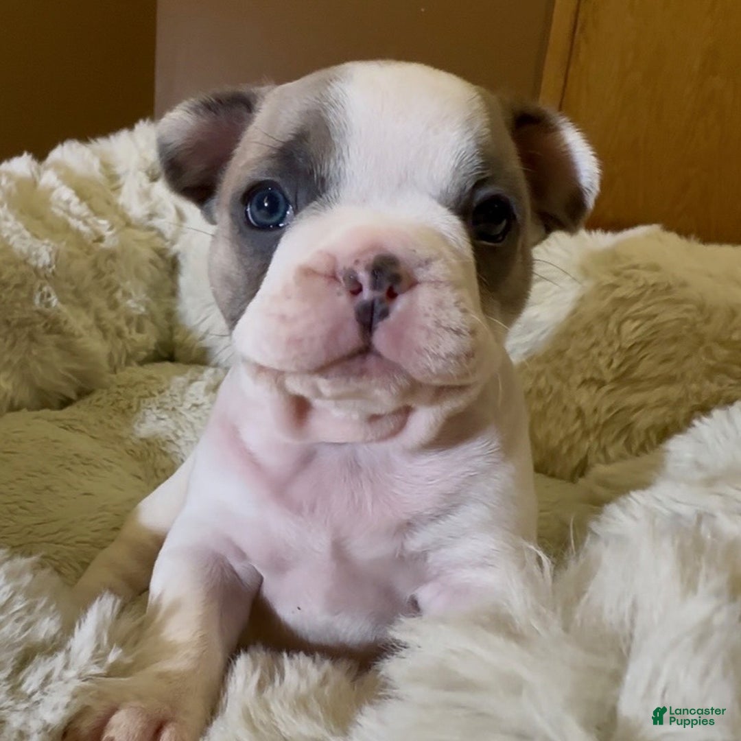French Bulldog dogs for sale: Abbi - Ad 1