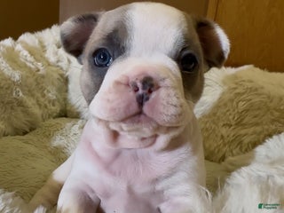 French Bulldog dogs Abbi - Ad 5