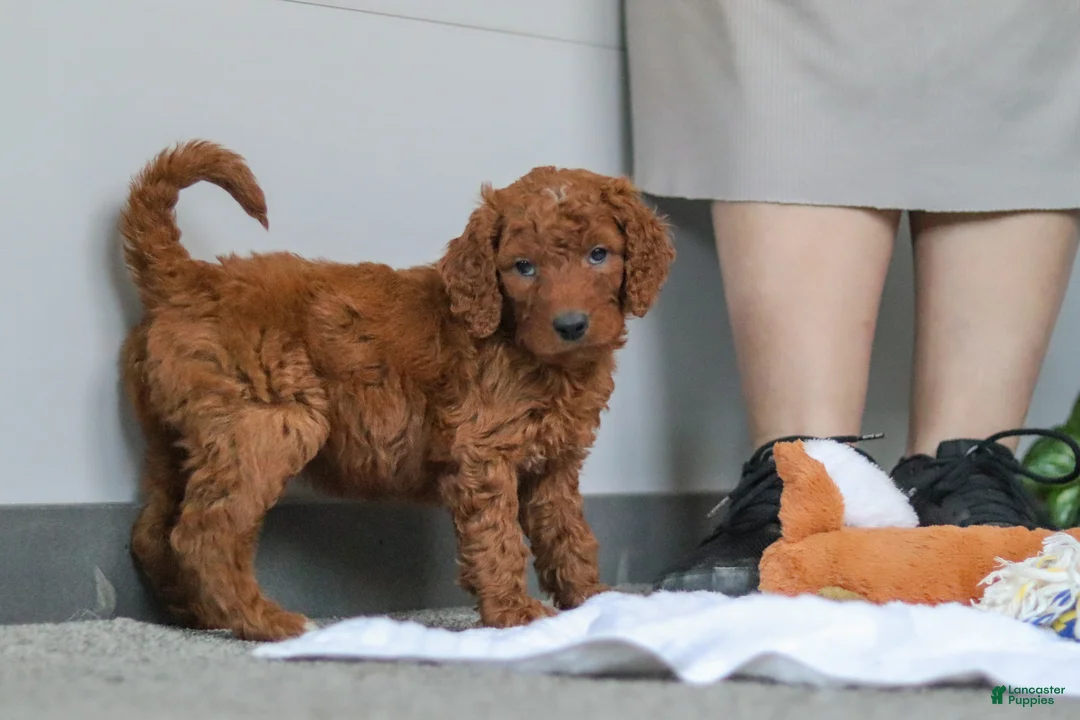 Goldendoodle dogs for sale: Bella - Ad 1
