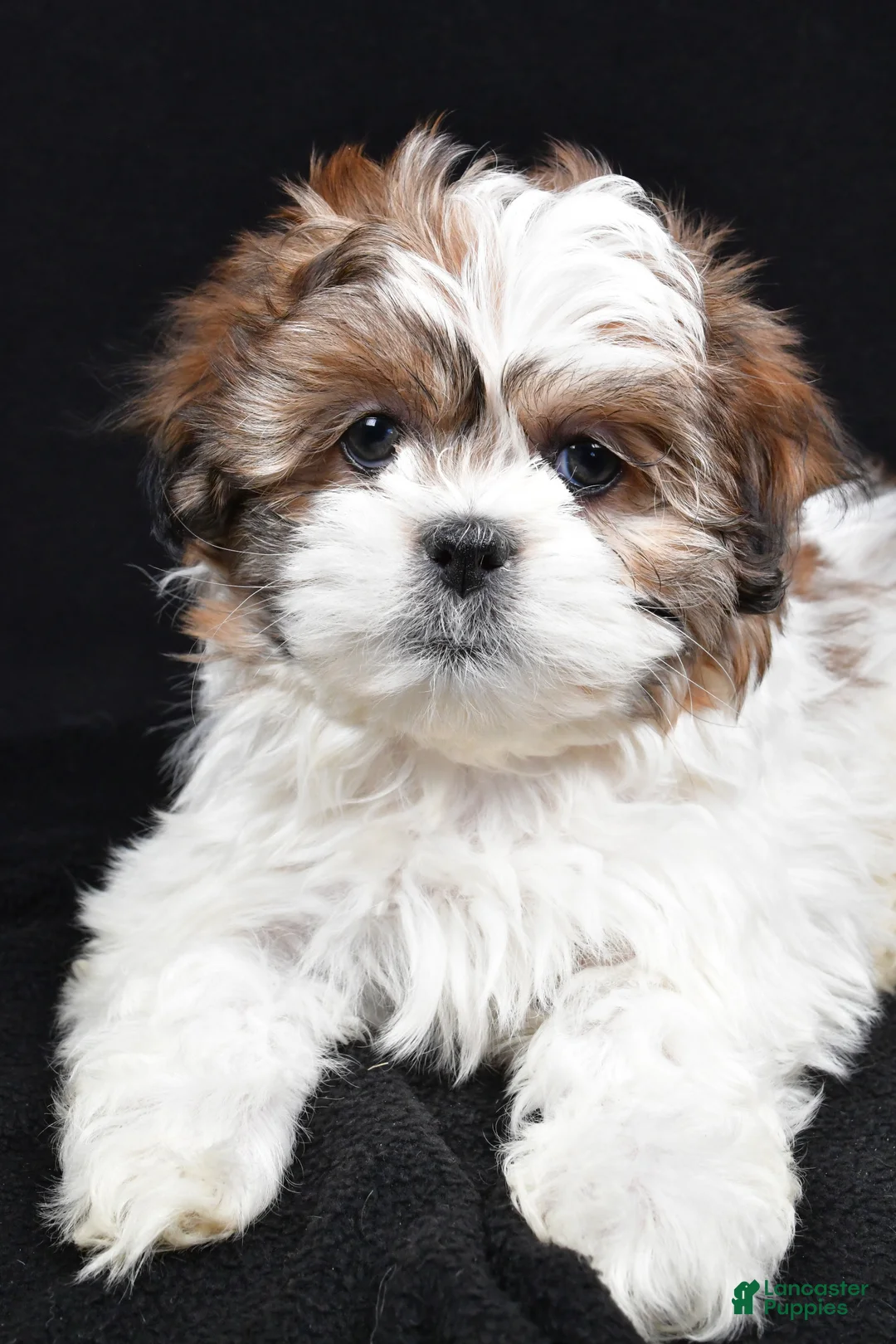 Teddy Bear dogs for sale: Ellie - Ad 3