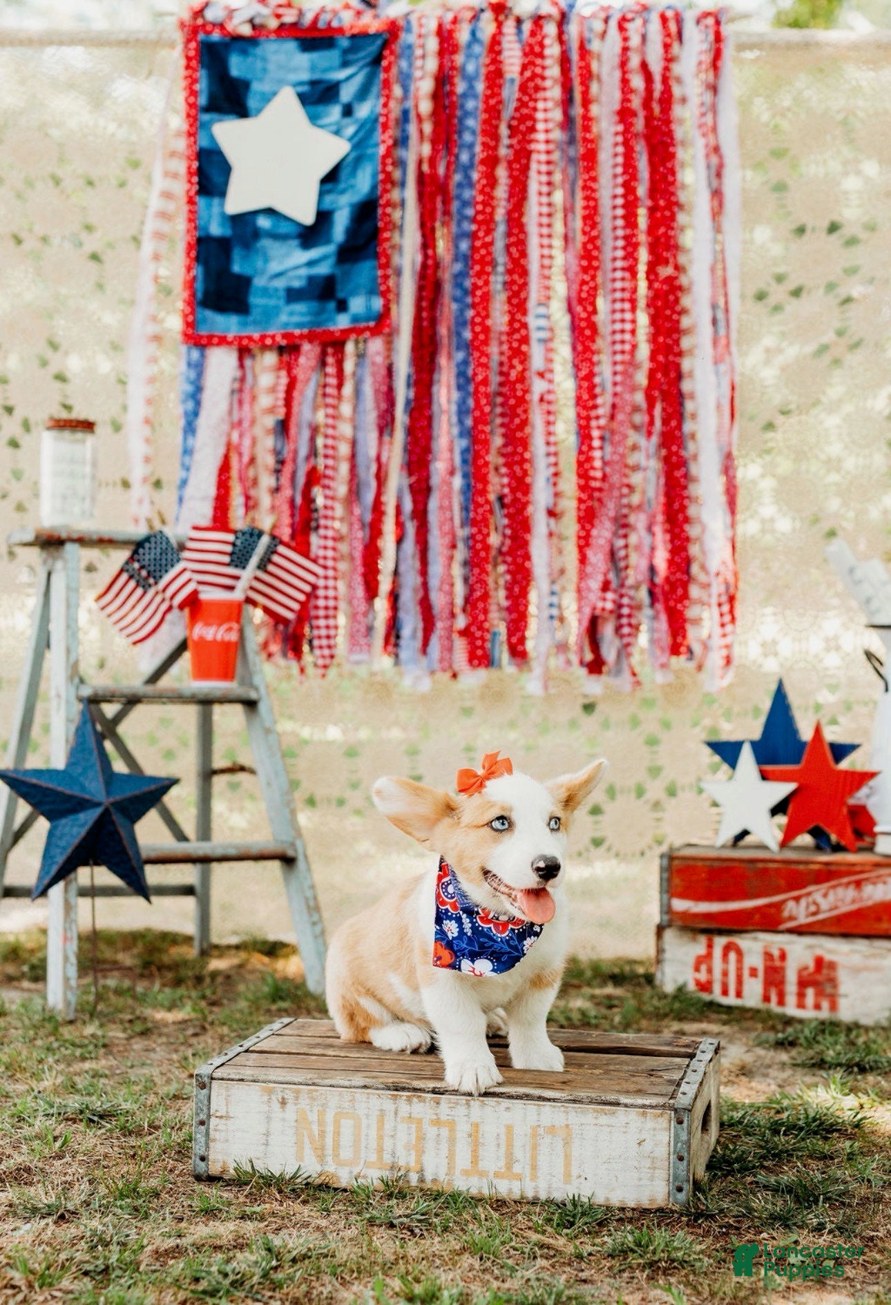 Welsh Corgi Pembroke dogs Sadie - Ad 2