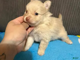 Pomeranian dogs Teddi - Ad 16