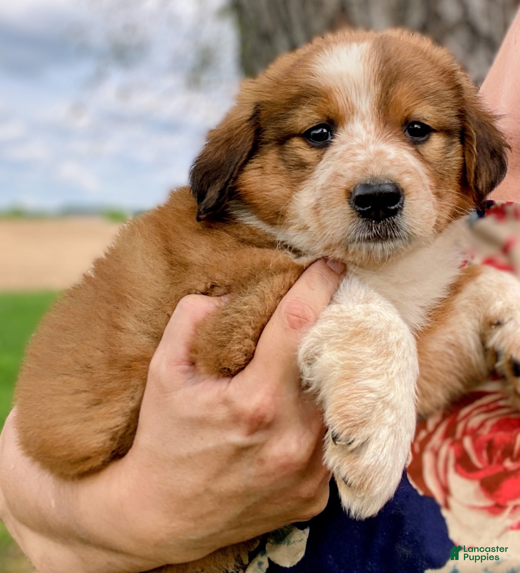Mixed Breed dogs ♥️NELLIE MAE♥️ - Ad 1