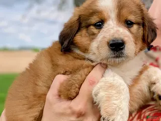 Mixed Breed dogs for sale: ♥️NELLIE MAE♥️ - Ad 3