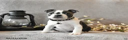 Boston Terrier dogs for sale: Rhinestone - Ad 3