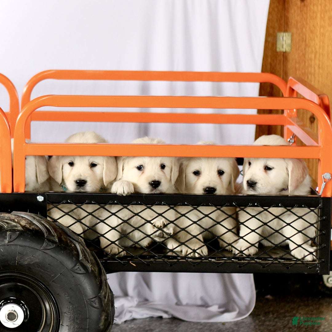 Golden Retriever dogs for sale: Stella  - Ad 5