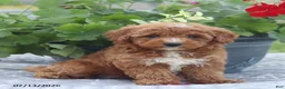 Miniature Poodle dogs for sale: Natasha - Ad 8
