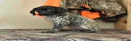 German Shorthaired Pointer dogs for sale: Freya - Ad 1