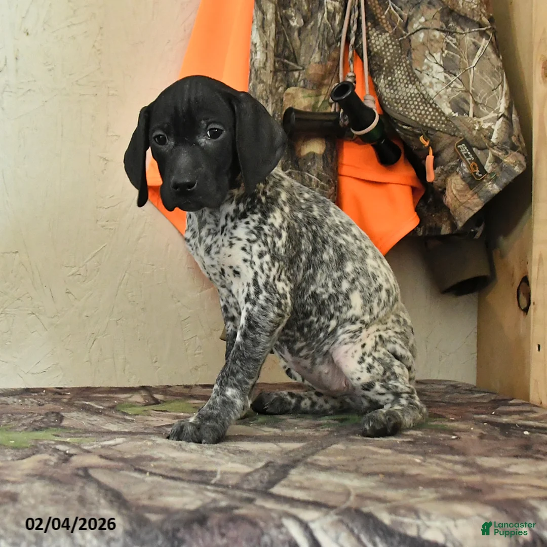 German Shorthaired Pointer dogs for sale: Freya - Ad 1