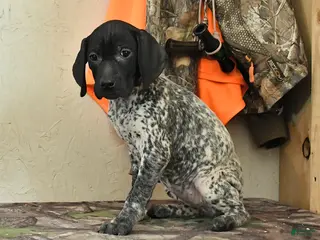 German Shorthaired Pointer dogs Freya - Ad 1