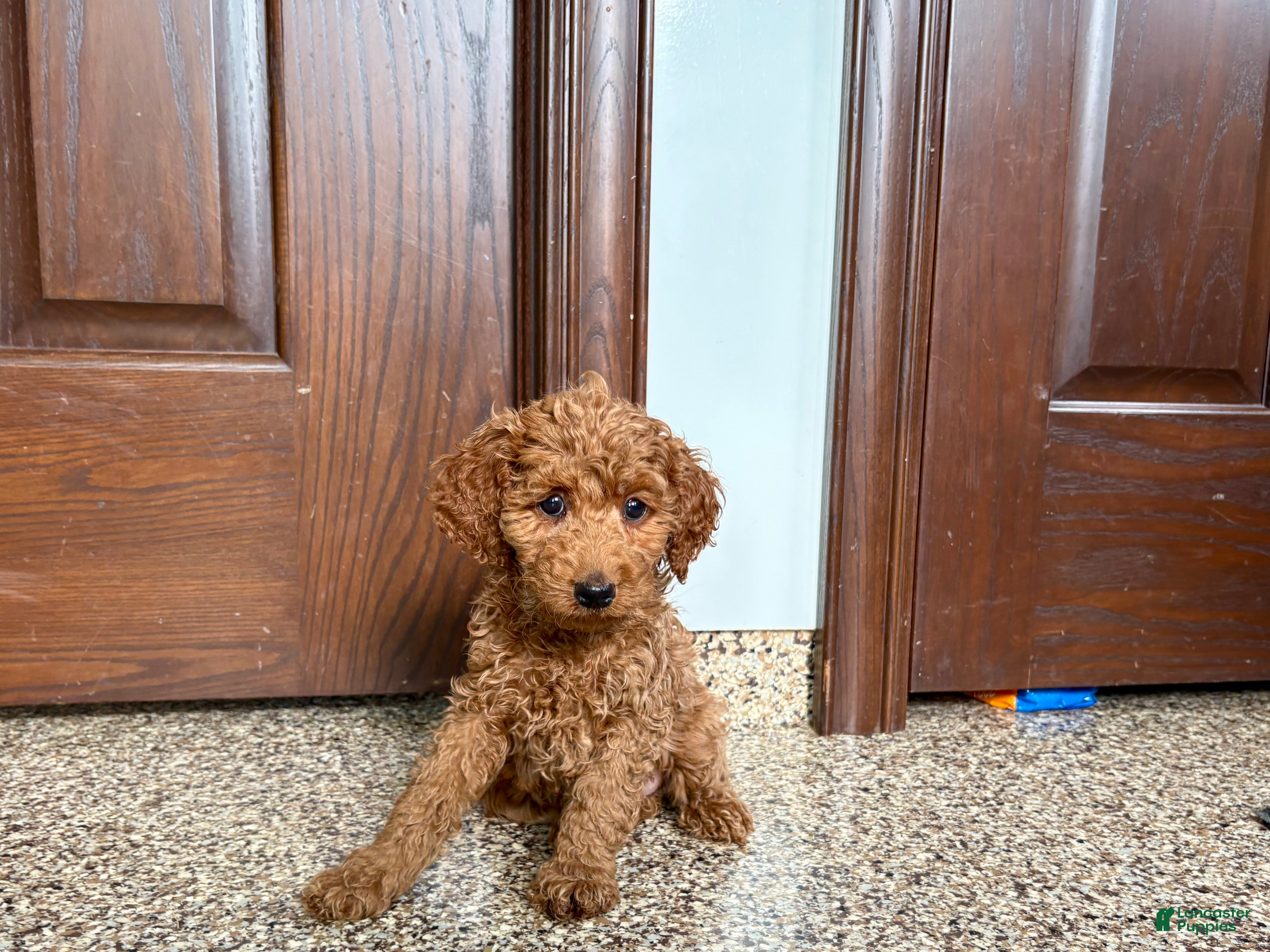 Cockapoo dogs Cockapoo female 2 - Ad 2