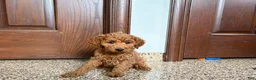 Cockapoo dogs for sale: Cockapoo female 2 - Ad 2