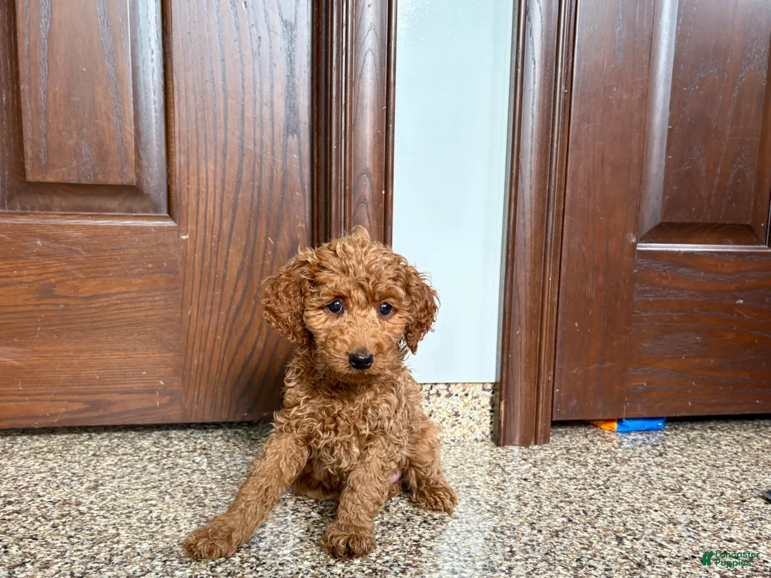 Cockapoo dogs for sale: Cockapoo female 2 - Ad 2