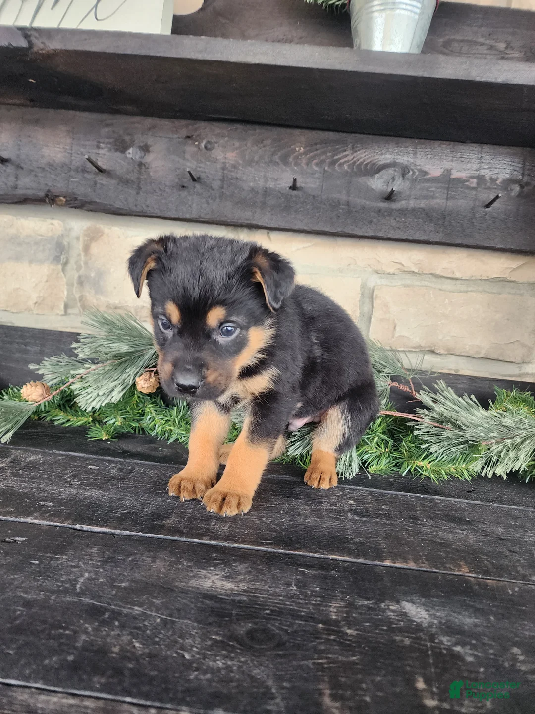 Mixed Breed dogs for sale: Remy - Ad 2